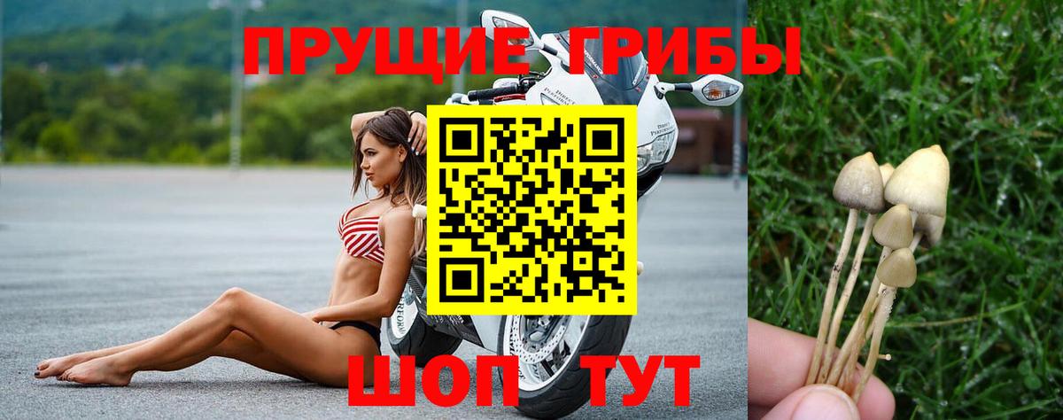 Галлюциногенные грибы GOLDEN TEACHER Черняховск
